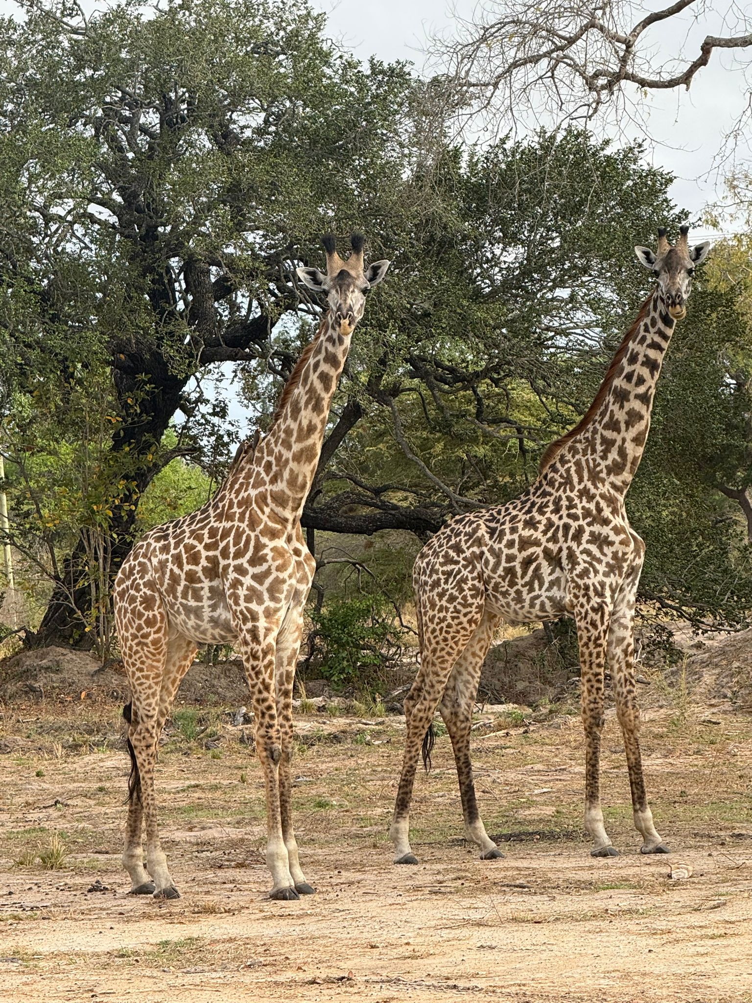 Day Trip Safari Mikumi National Park