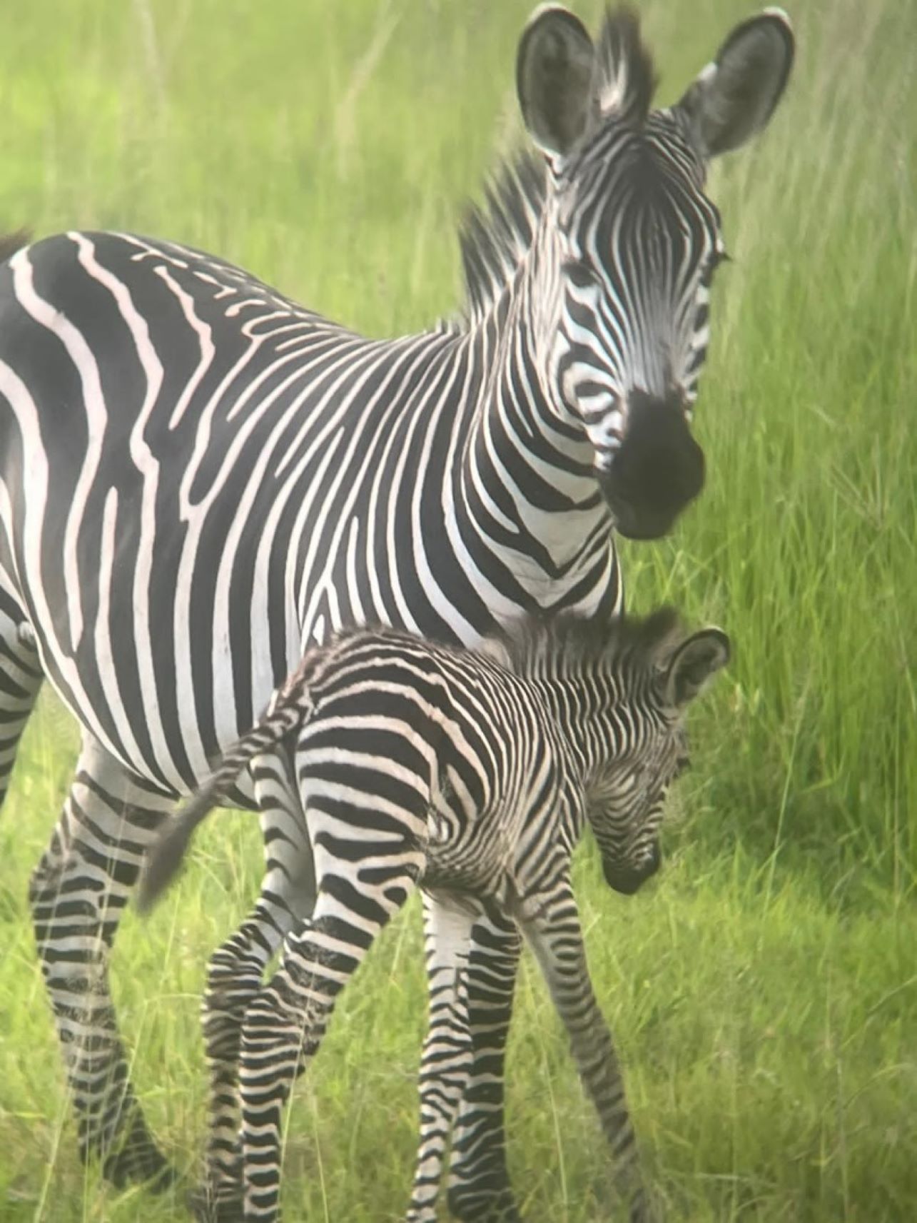 2 Days, 1 Night Safari Tarangire and Ngorongoro Creature